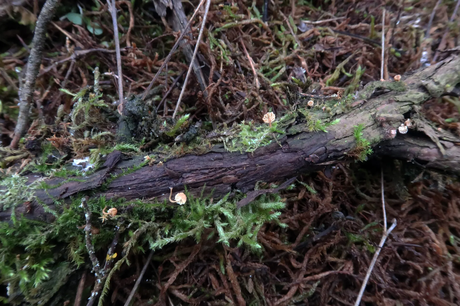Mycena juniperina - 1 - 1894